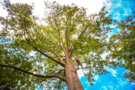 Best Tree Removal  in Gardner, IL