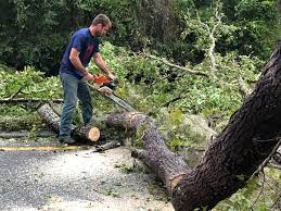 Professional Tree Services in Gardner, IL