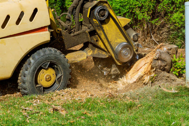 How Our Tree Care Process Works  in  Gardner, IL
