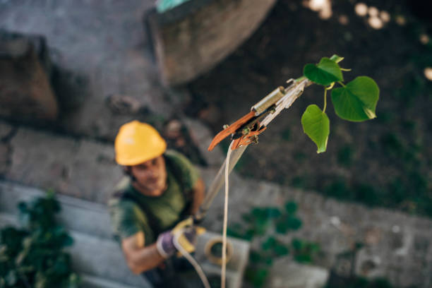 Best Firewood Processing and Delivery  in Gardner, IL