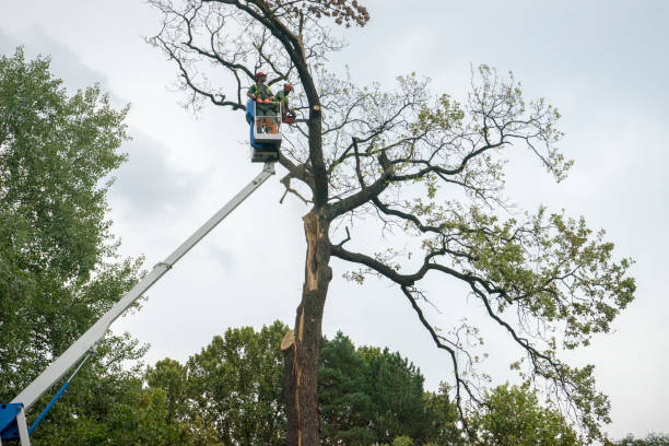  Gardner, IL Tree Services Pros