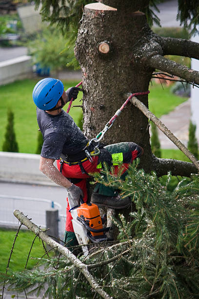 Best Lawn Disease Treatment  in Gardner, IL