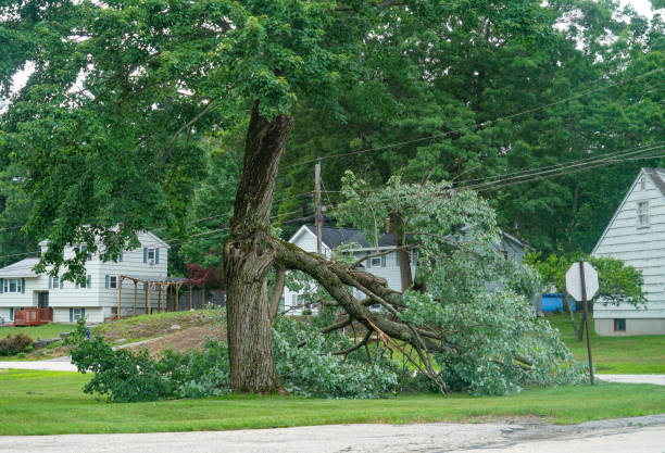 Best Leaf Removal  in Gardner, IL