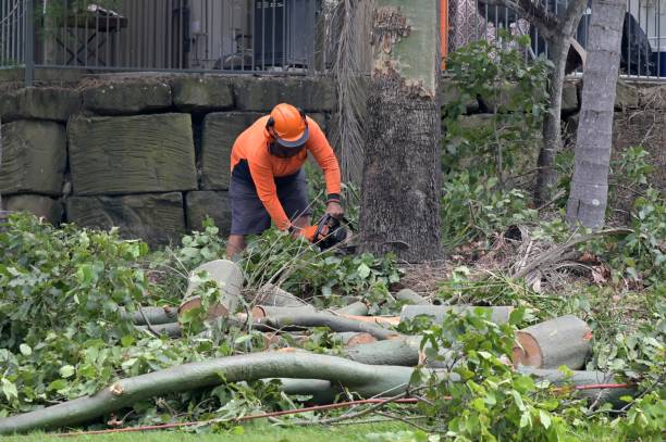 Tree and Shrub Care in Gardner, IL